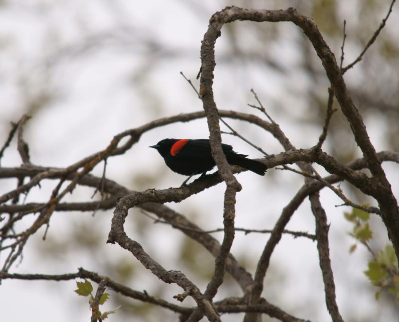 randomRed-Winged Blackbird
