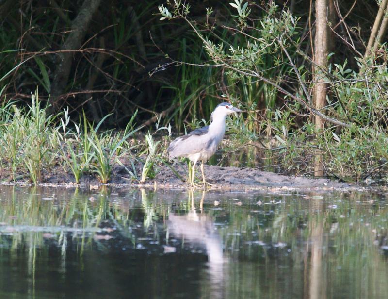 randomBlack-Crowned Night-Heron