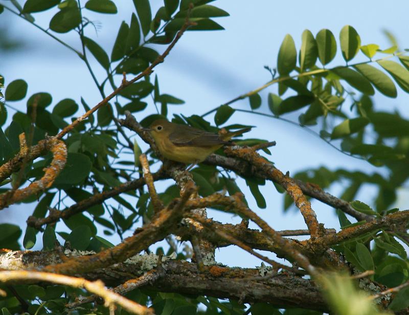 randomYellow Warbler