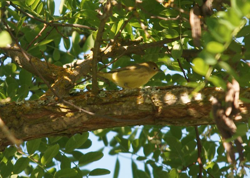 randomYellow Warbler