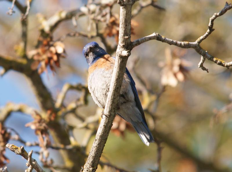randomWestern Bluebird