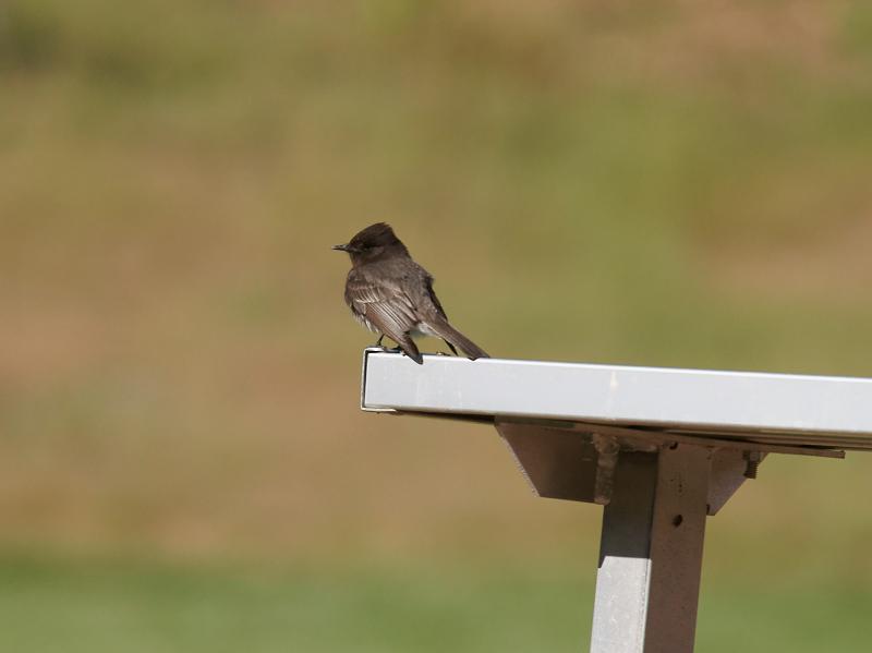 randomBlack Phoebe