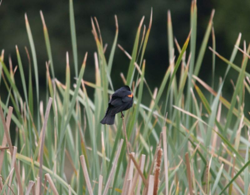 randomRed-Winged Blackbird
