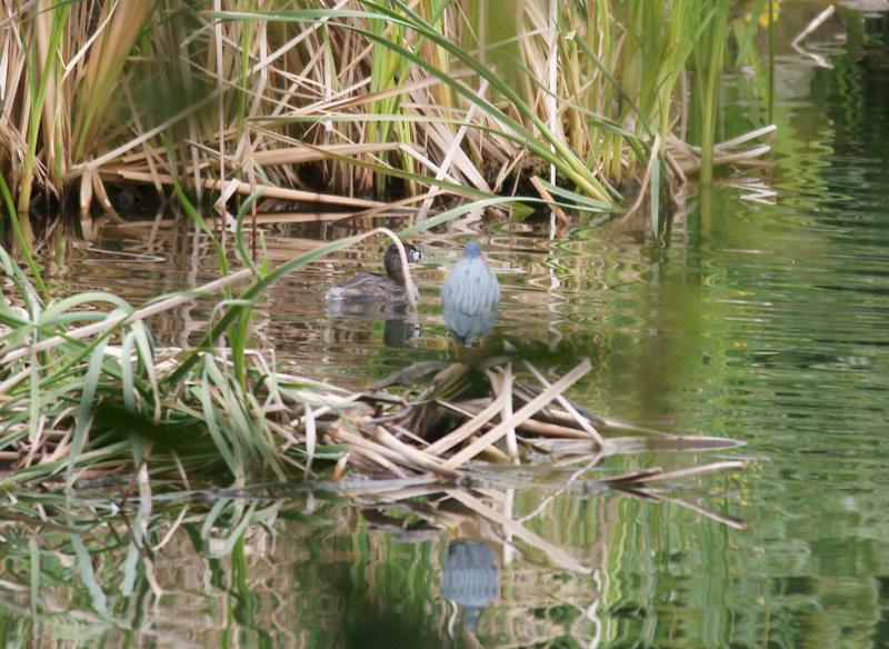 randomPied-Billed Grebe