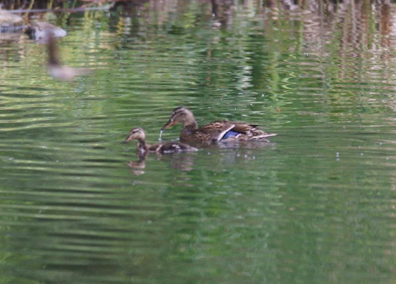 randomMallard