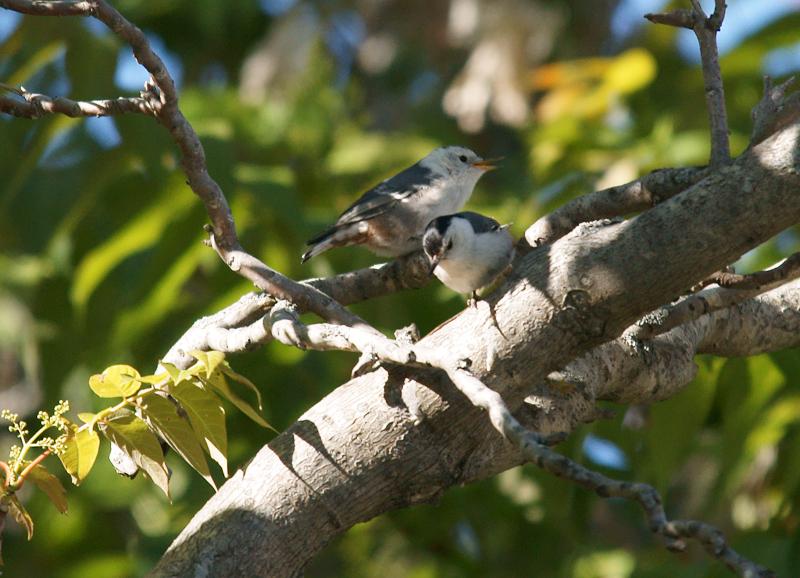 randomWhite-Breasted Nuthatch