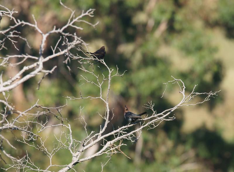 randomBrown Headed Cowbird