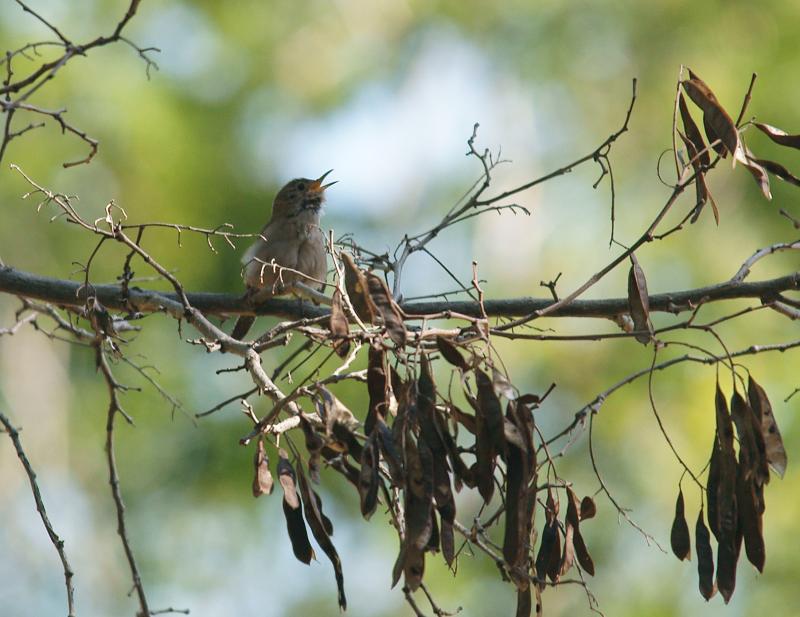 randomHouse Wren