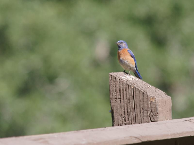 randomBlack Diamond Mines