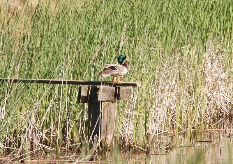 randomMorgan Territory