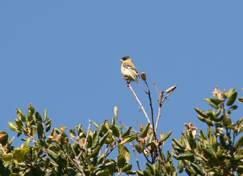 randomLesser Goldfinch