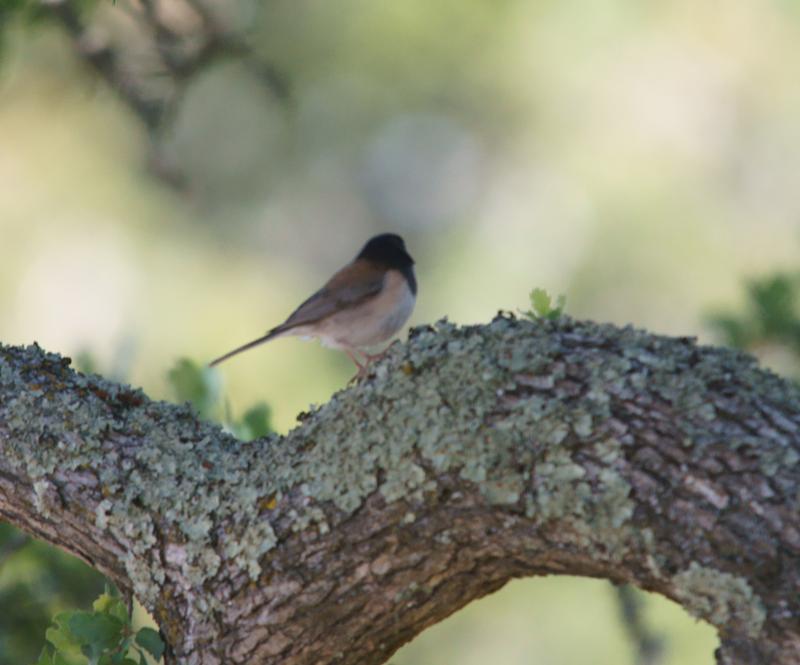 randomMorgan Territory