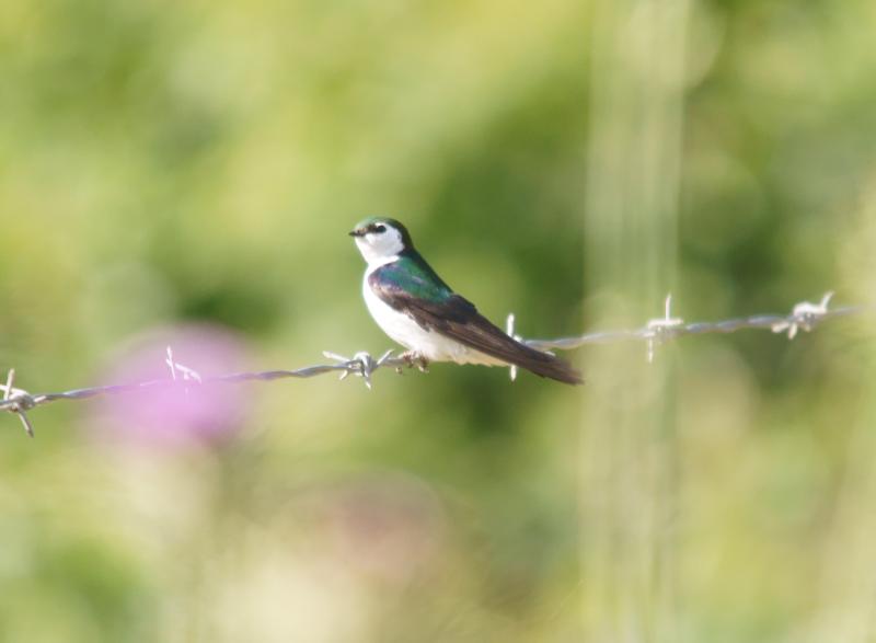 randomViolet-Green Swallow