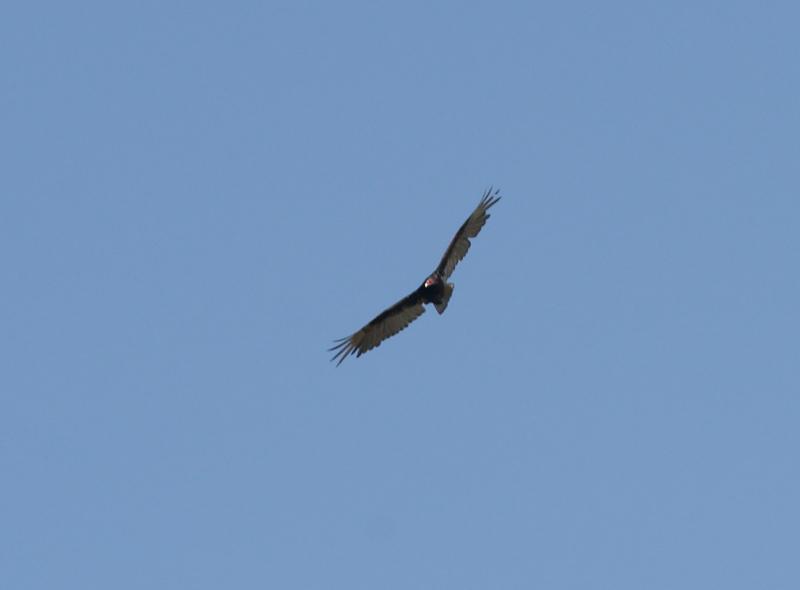 randomTurkey Vulture