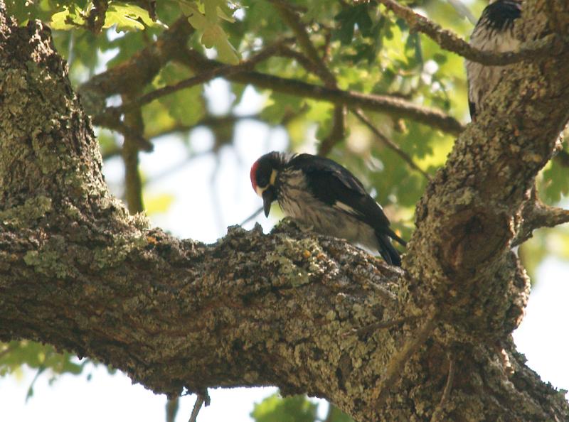 randomAcorn Woodpecker