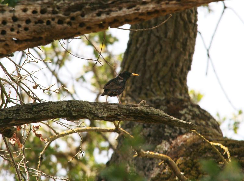randomEuropean Starling