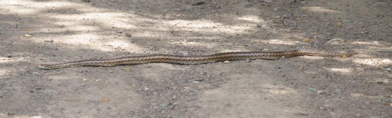 randomGopher Snake