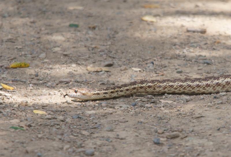 randomGopher Snake