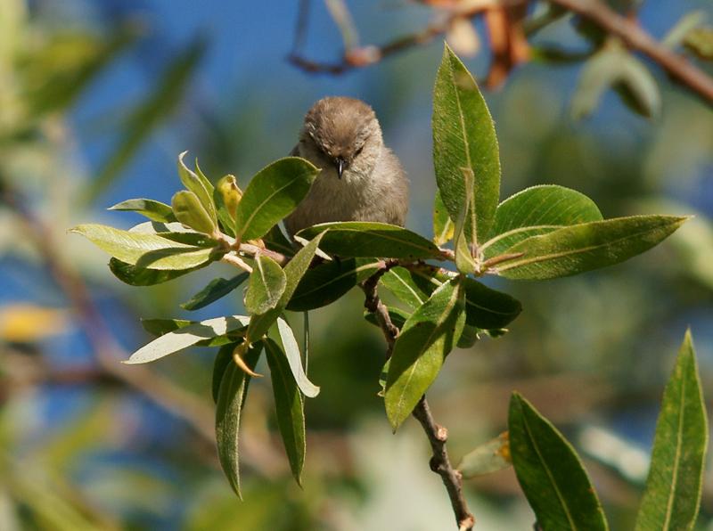 randomBushtit
