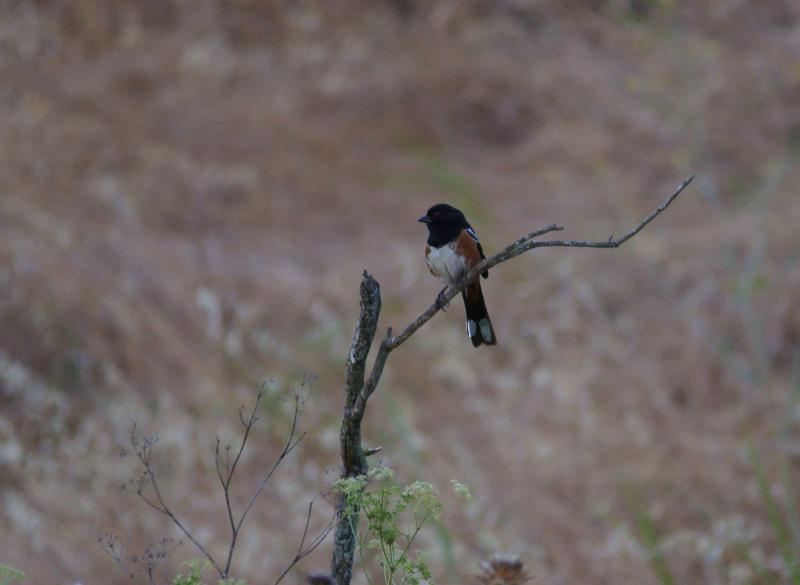 randomSpotted Towhee