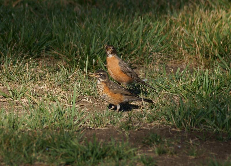 randomAmerican Robin