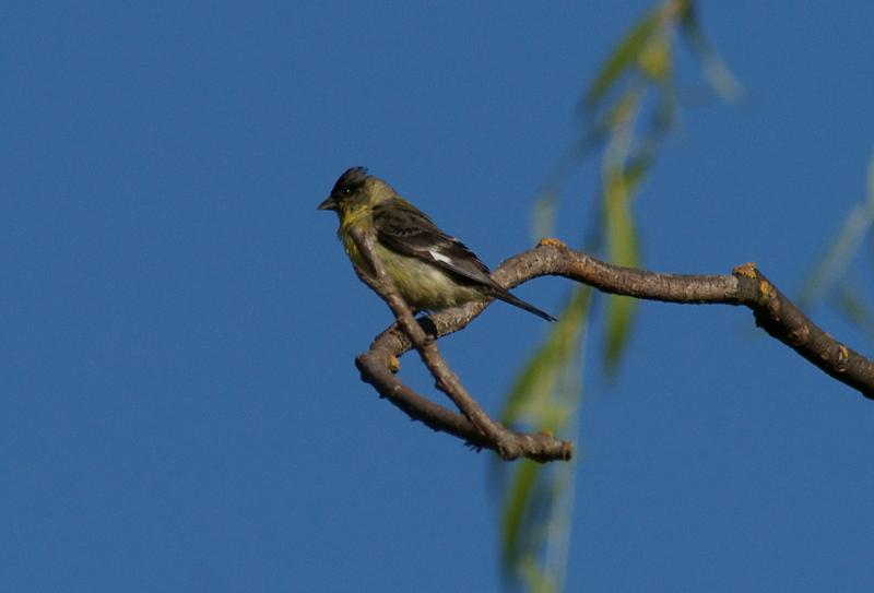 randomLesser Goldfinch