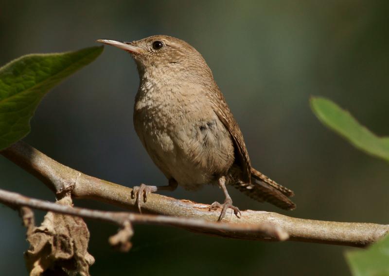 randomHouse Wren