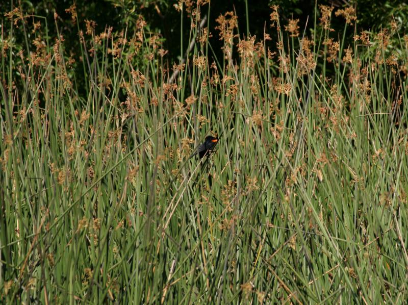randomRed-Winged Blackbird