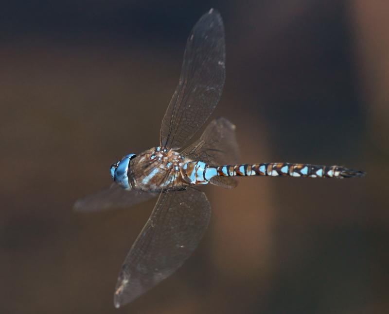 randomDragonfly