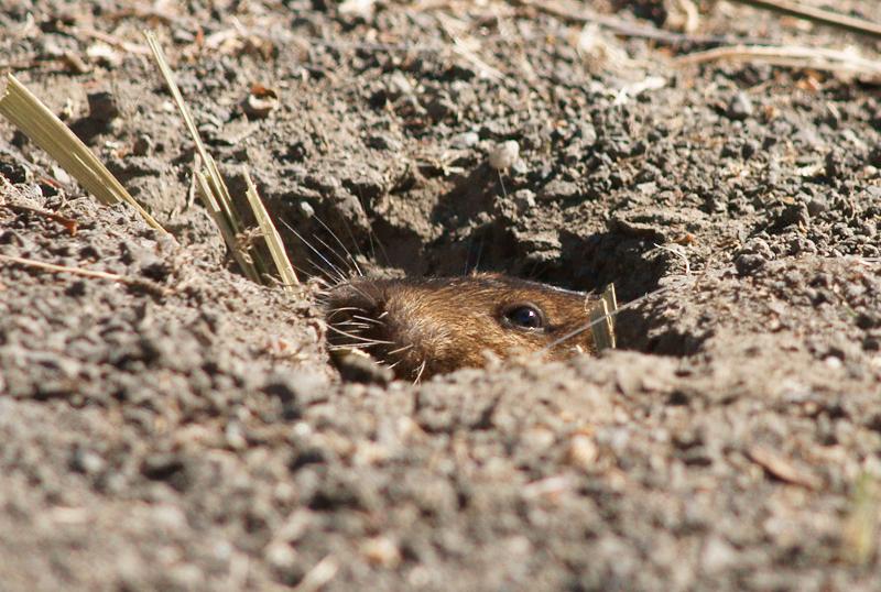 randomPocket Gopher