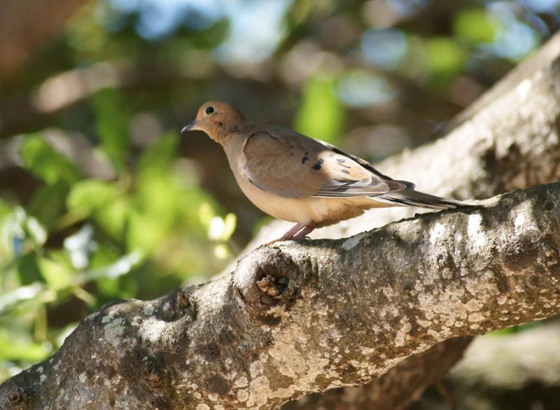 randomMourning Dove
