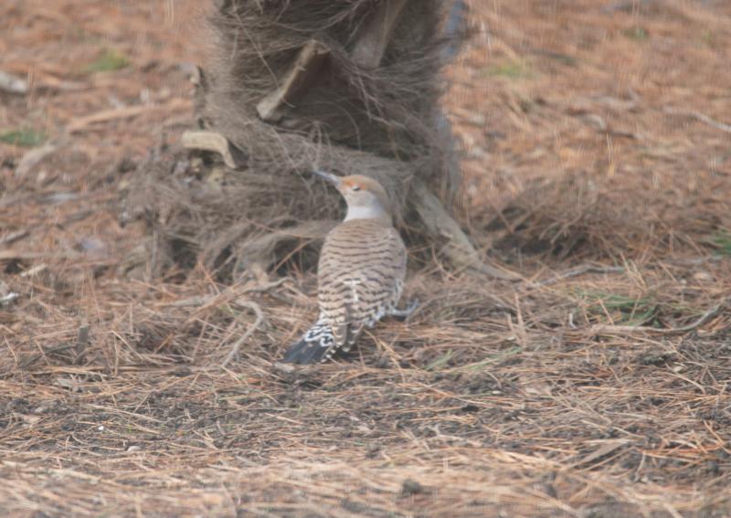 randomNorthern Flicker