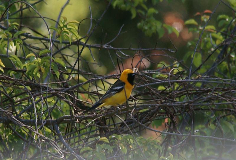 randomHooded Oriole