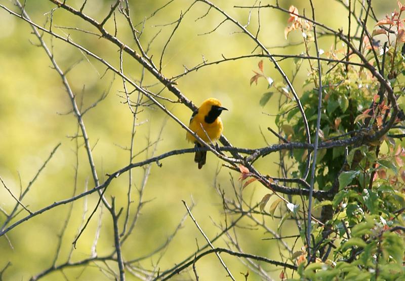 randomHooded Oriole