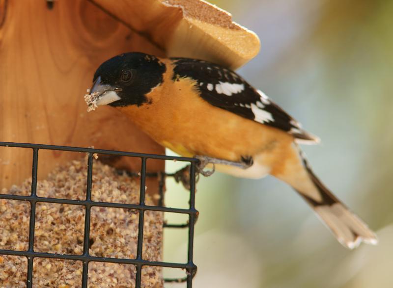 randomBlack-Headed Grosbeak