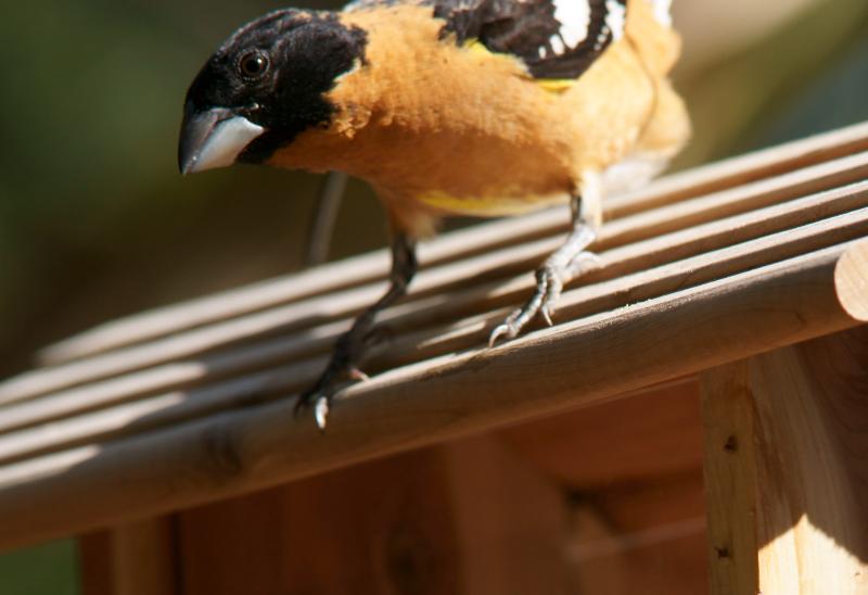 randomBlack-Headed Grosbeak