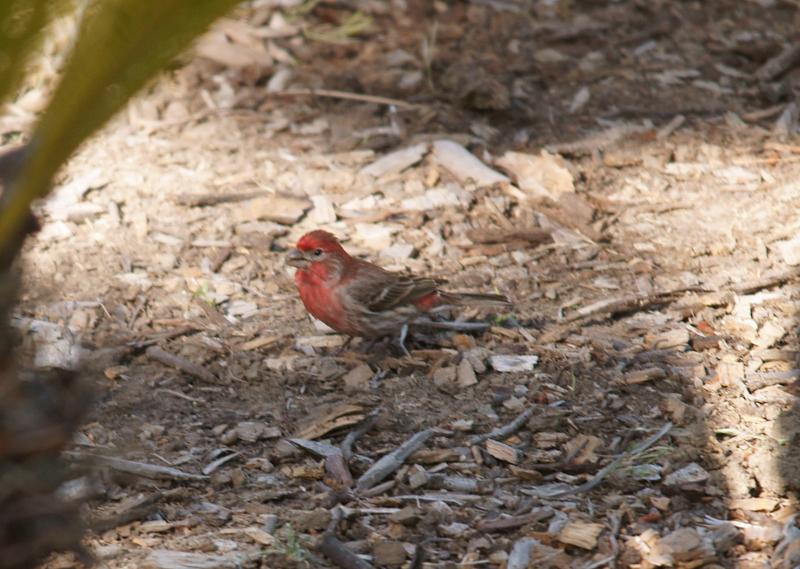 randomHouse Finch