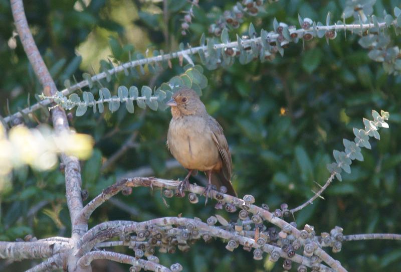 randomCalifornia Towhee