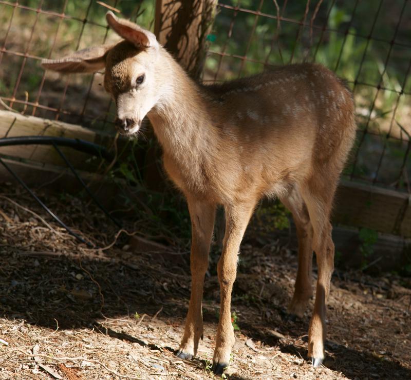 randomDeer