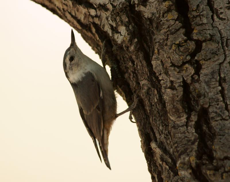 randomWhite-Breasted Nuthatch