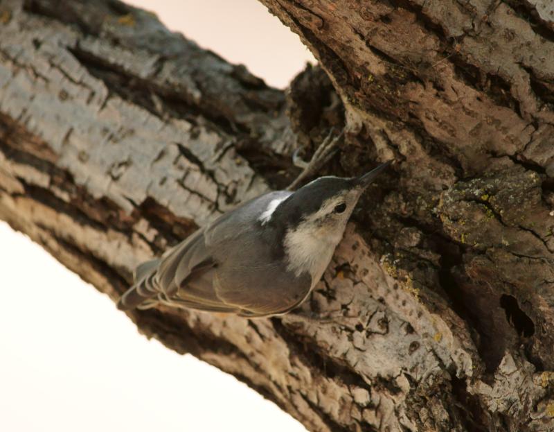 randomWhite-Breasted Nuthatch