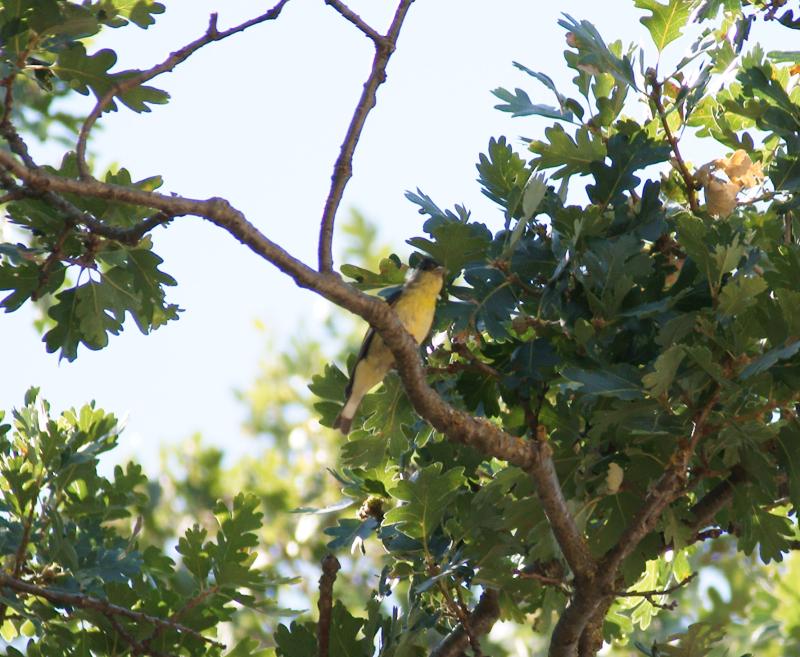 randomAmerican Goldfinch