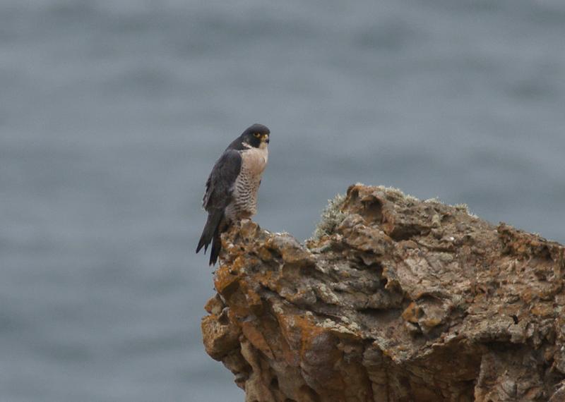 randomPeregrine Falcon