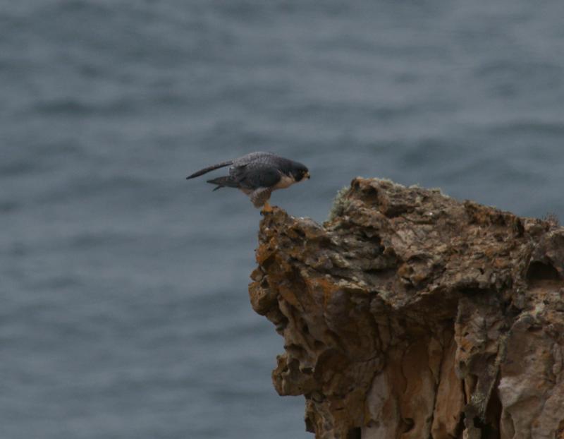 randomPeregrine Falcon