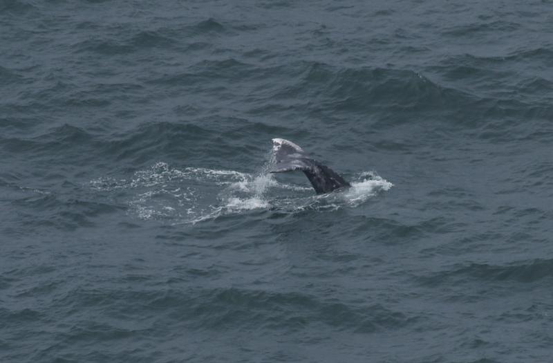 randomGray Whale