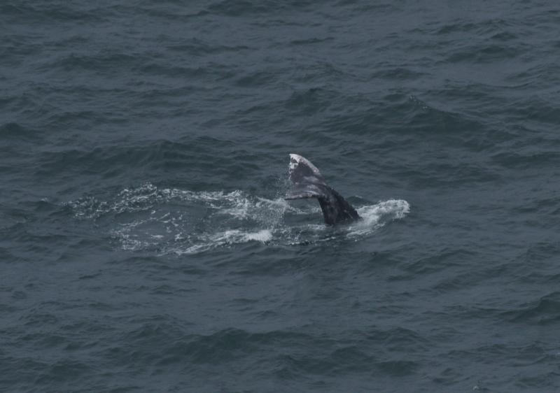 randomGray Whale