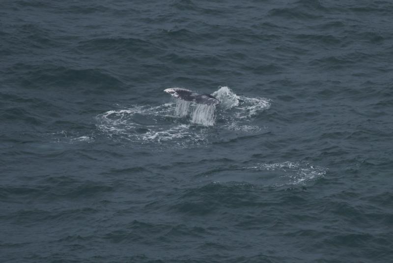 randomGray Whale