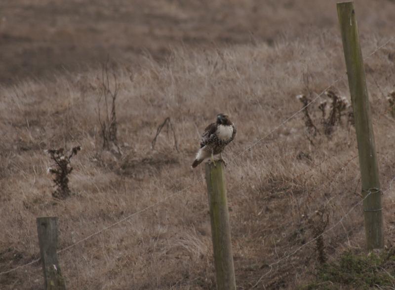 randomRed-Tailed Hawk