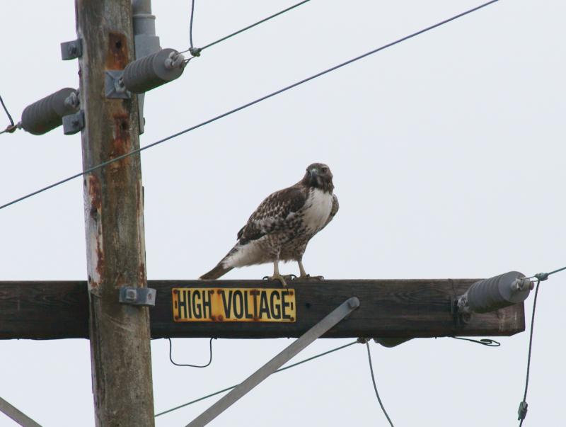 randomRed-Tailed Hawk