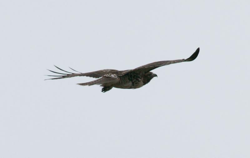 randomRed-Tailed Hawk